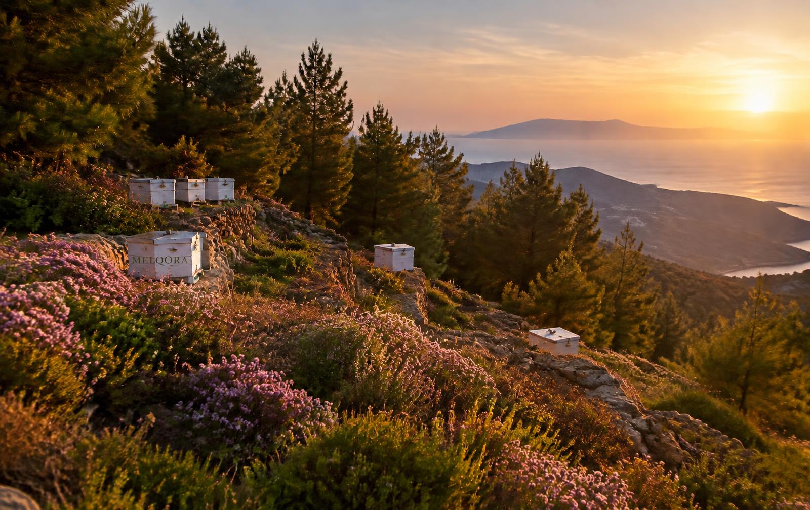 Beehives among wild thyme on a Greek hillside